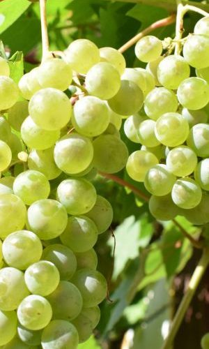 West Kelowna Wine Tours